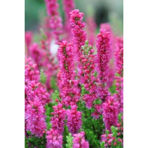 Bruyère d'été 'dark beauty' taille du