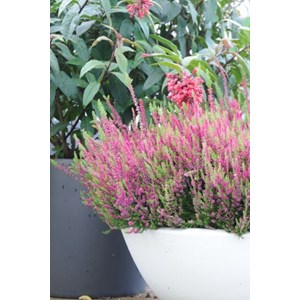 Bruyère d'été 'dark beauty' taille du