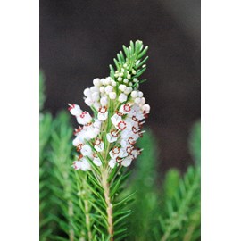 Bruyère vagabonde 'alba' taille du pot