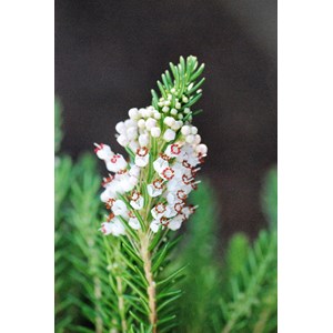 Bruyère vagabonde 'alba' taille du pot - en pot de 1 litre