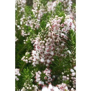 Bruyère vagabonde 'alba' taille du pot