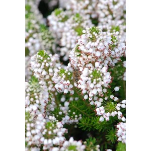 Bruyère vagabonde 'alba' taille du pot