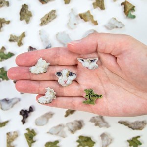 Deux chatons de ronner-knip