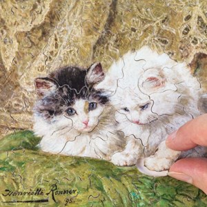 Deux chatons de ronner-knip