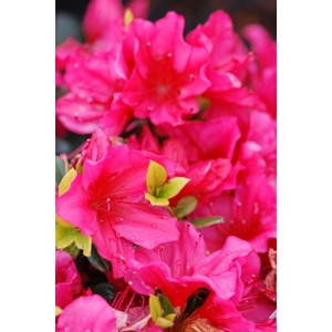 Azalée du japon 'arabesk' taille du pot - en pot de 3 litres