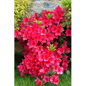 Azalée du japon 'arabesk' taille du pot - en pot de 3 litres