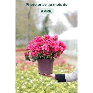 Azalée du japon 'arabesk' taille du pot - en pot de 3 litres