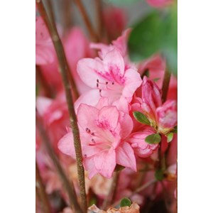 Azalée du japon 'blaauw's pink ' taille du pot - en pot de 3 litres