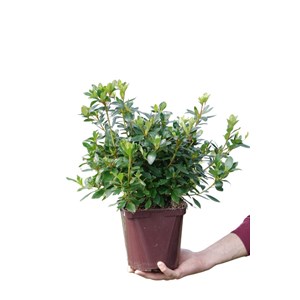 Azalée du japon 'blaauw's pink ' taille du pot - en pot de 3 litres