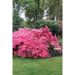 Azalée du japon 'blaauw's pink ' taille du pot - en pot de 3 litres