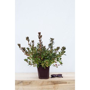 Azalée du japon 'florida' taille du pot - en pot de 3 litres