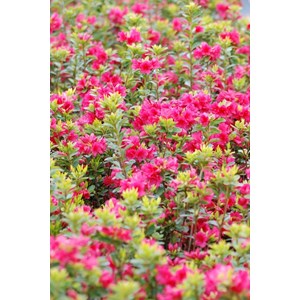 Azalée du japon 'florida' taille du pot - en pot de 3 litres