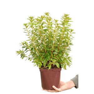 Azalée du japon 'hino crimson ' taille du pot - en pot de 3 litres