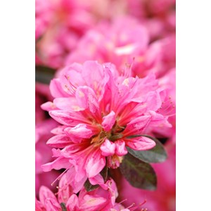 Azalée du japon 'mme van hecke ' taille du pot - en pot de 3 litres