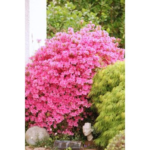 Azalée du japon 'mme van hecke ' taille du pot - en pot de 3 litres