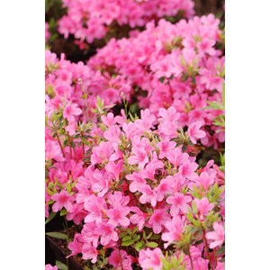 Azalée du japon 'mme van hecke ' taille du pot - en pot de 3 litres