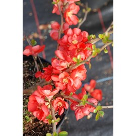 Cognassier du japon 'red trail' taille du pot - en pot de 2 litres