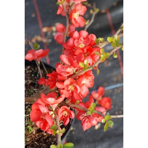 Cognassier du japon 'red trail' taille du pot - en pot de 2 litres