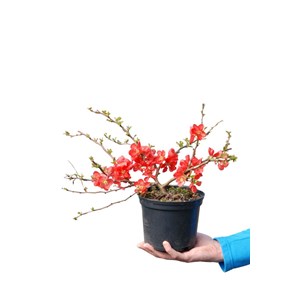 Cognassier du japon 'red trail' taille du pot - en pot de 2 litres