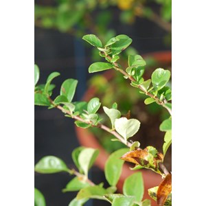 Cognassier du japon 'red trail' taille du pot - en pot de 2 litres