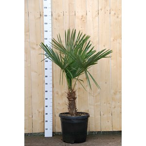 Palmier de chine taille du pot - en conteneur