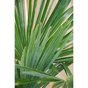 Palmier de chine taille du pot - en conteneur