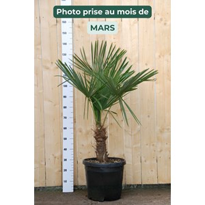 Palmier de chine taille du pot - en conteneur