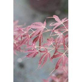 Erable du japon 'manyo no sato' (grande taille) taille du pot - en pot de 10 lit