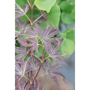 Erable du japon 'manyo no sato' (grande taille) taille du pot - en pot de 10 lit