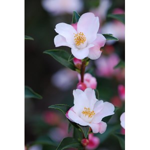 Camélia 'festival of lights' taille du pot - en pot de 65 litres