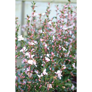 Camélia 'festival of lights' taille du pot - en pot de 65 litres