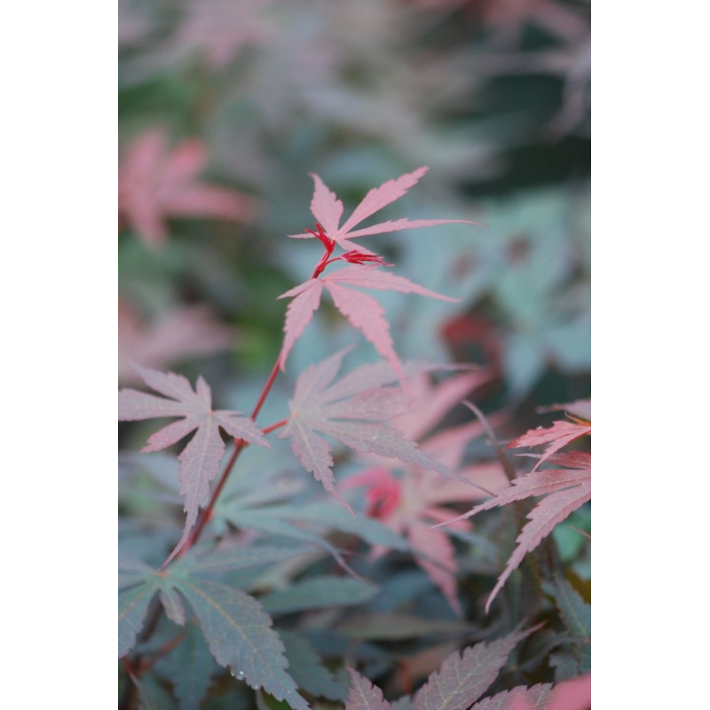 Erable 'skeeter's broom' taille du pot - en pot de 4 litres