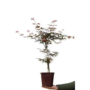 Erable 'skeeter's broom' taille du pot - en pot de 4 litres