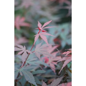 Erable 'skeeter's broom' taille du pot - en pot de 4 litres