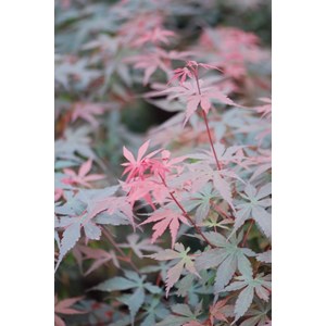 Erable 'skeeter's broom' taille du pot - en pot de 4 litres