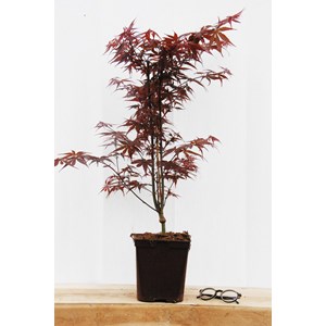 Erable 'skeeter's broom' taille du pot - en pot de 4 litres