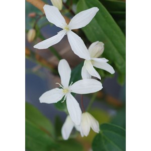 Clématite armandii 'snowdrift' taille du pot - en pot de 3 litres