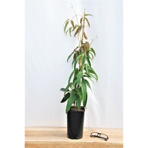 Clématite armandii 'snowdrift' taille du pot - en pot de 3 litres