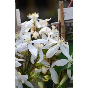 Clématite armandii 'snowdrift' taille du pot - en pot de 3 litres