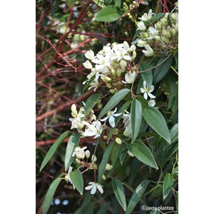 Clématite armandii 'snowdrift' taille du pot - en pot de 3 litres