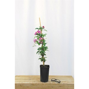 Clématite 'piilu' taille du pot - en pot de 3 litres