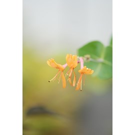 Chèvrefeuille 'gold flame' taille du pot - en pot de 3 litres