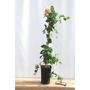 Chèvrefeuille 'gold flame' taille du pot - en pot de 3 litres