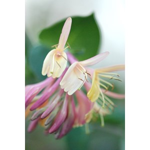 Chèvrefeuille 'gold flame' taille du pot - en pot de 3 litres