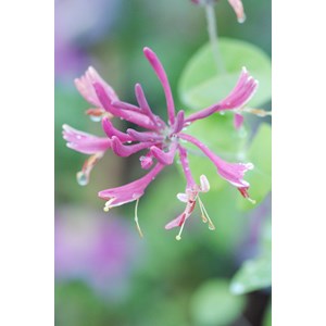 Chèvrefeuille 'gold flame' taille du pot - en pot de 3 litres