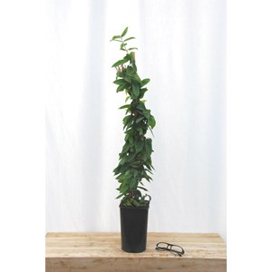 Chèvrefeuille de henry taille du pot - en pot de 3 litres