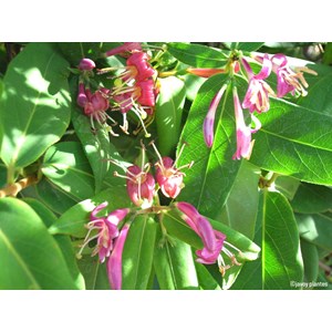 Chèvrefeuille de henry taille du pot - en pot de 3 litres