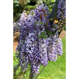 Glycine sinensis taille du pot - en pot de 3 litres