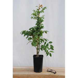 Glycine sinensis taille du pot - en pot de 3 litres