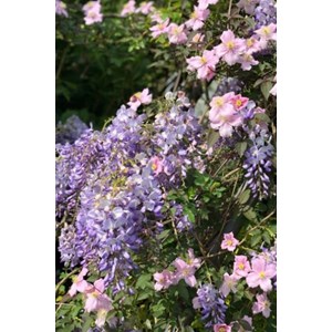 Glycine sinensis taille du pot - en pot de 3 litres